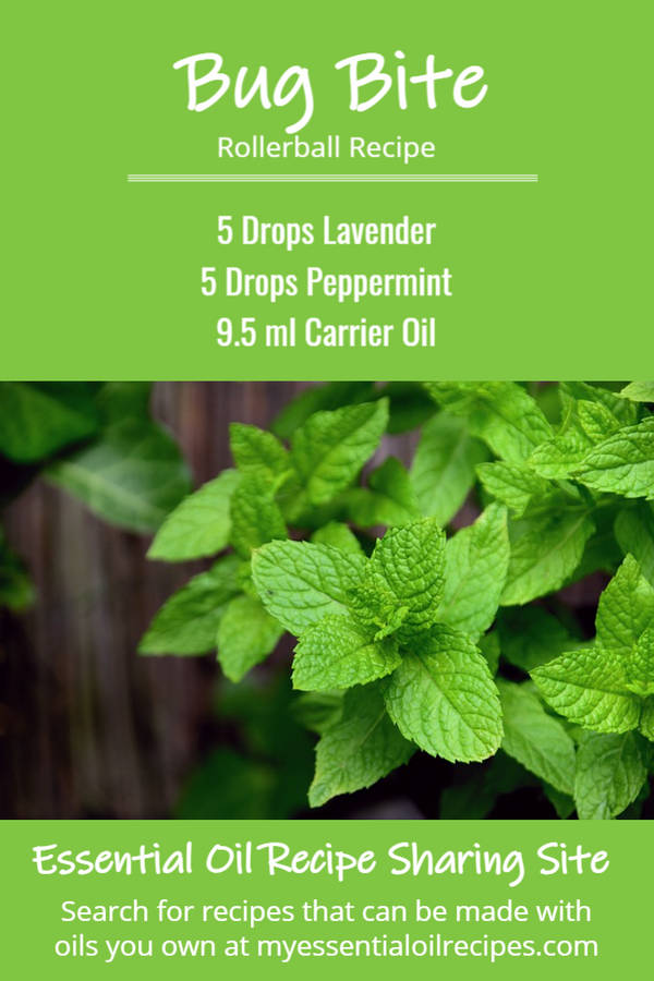 Essential Oil Recipe for Bug Bites a Soothing AntiItch Blend