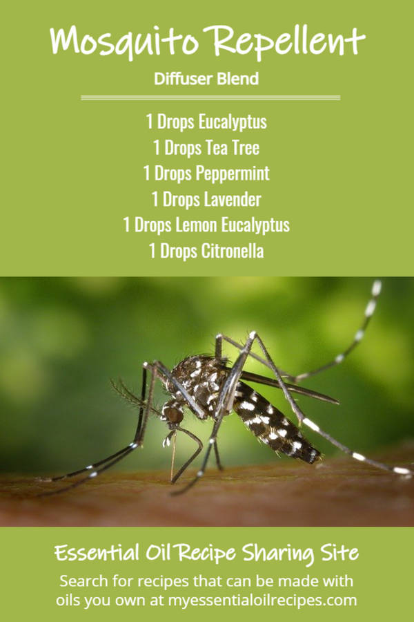 Infographic - Recipe for Mosquito Repelling Diffuser Blend