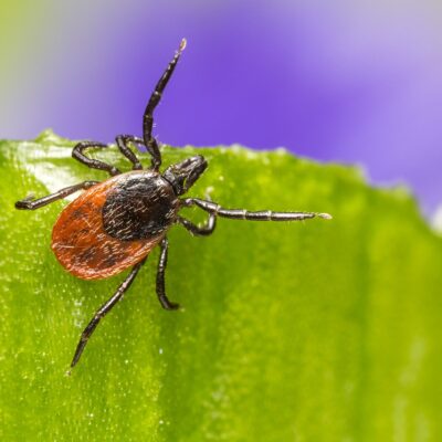 Tick being repelled