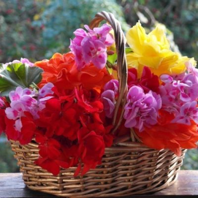 Geraniums and other flowers